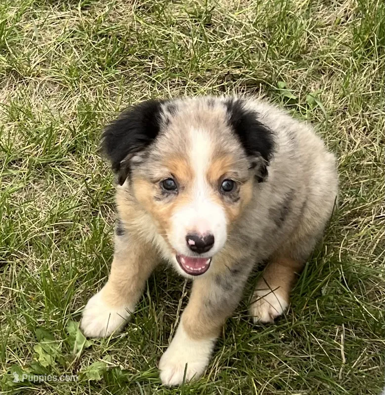 Dora – Miniature Australian Shepherd puppy for sale in Monticello, MN