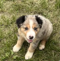 Dora, a female Miniature Australian Shepherd for sale in Monticello, MN – 1 of 5