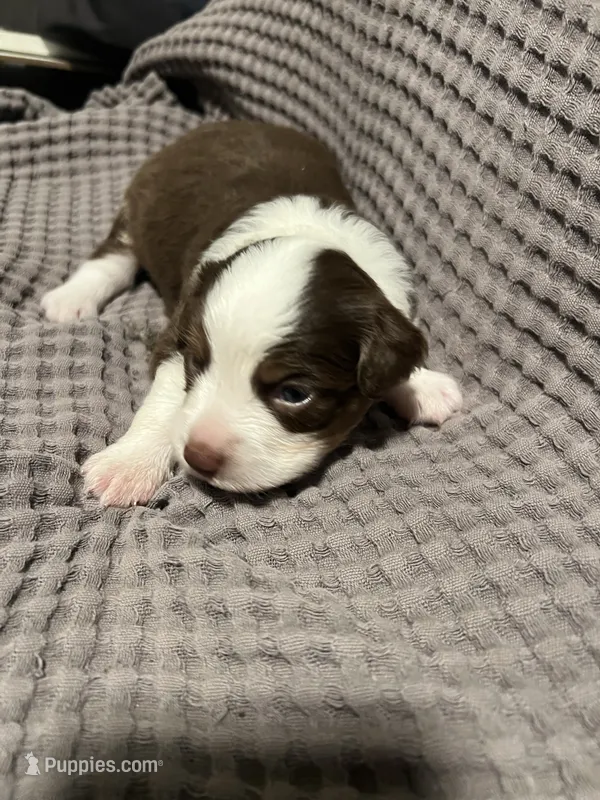 Goofy – Miniature Australian Shepherd puppy for sale in Monticello, MN