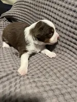 Goofy, a male Miniature Australian Shepherd for sale in Monticello, MN – 2 of 5