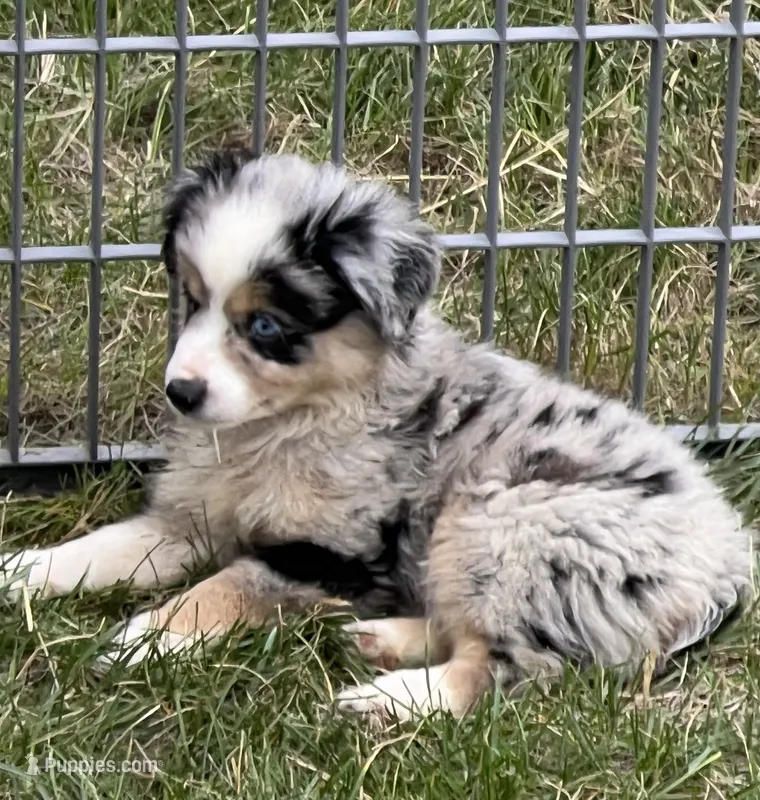 Izzy – Miniature Australian Shepherd puppy for sale in Monticello, MN