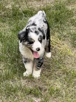 Carmen, a female Miniature Australian Shepherd for sale in Monticello, MN – 4 of 4