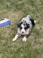Carmen, a female Miniature Australian Shepherd for sale in Monticello, MN – 3 of 4