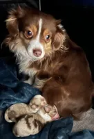Pluto, a male Miniature Australian Shepherd for sale in Monticello, MN – 6 of 8