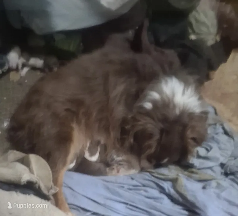 Goofy – Miniature Australian Shepherd puppy for sale in Monticello, MN