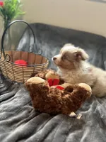 Micky Mouse. 👑, a male Miniature Australian Shepherd and Toy Australian Shepherd for sale in Monticello, MN – Photo 1 of 8