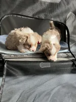 processed/45b668d5-af73-4b4f-867c-d33ce55cf2b7/listing/93a76d75-da55-4783-a198-18a92e36b058/158c2896-14ed-457a-b7f3-b61256e664bb