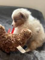 Micky Mouse. 👑, a male Miniature Australian Shepherd and Toy Australian Shepherd for sale in Monticello, MN – Photo 4 of 8