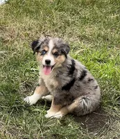 Tilly, a female Miniature Australian Shepherd for sale in Monticello, MN – 5 of 6