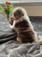 Minnie Mouse. 💝, a female Miniature Australian Shepherd and Toy Australian Shepherd for sale in Monticello, MN – Photo 1 of 8