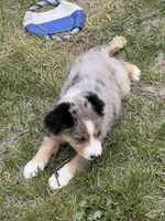 Dora, a female Miniature Australian Shepherd for sale in Monticello, MN – 5 of 5