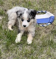Sky, a female Miniature Australian Shepherd for sale in Monticello, MN – 2 of 6