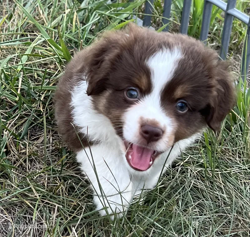 Pluto – Miniature Australian Shepherd puppy for sale in Monticello, MN