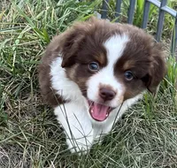 Pluto, a male Miniature Australian Shepherd for sale in Monticello, MN – 1 of 8