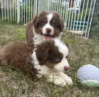Pluto, a male Miniature Australian Shepherd for sale in Monticello, MN – 5 of 8