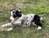 Carmen, a female Miniature Australian Shepherd for sale in Monticello, MN – 1 of 4
