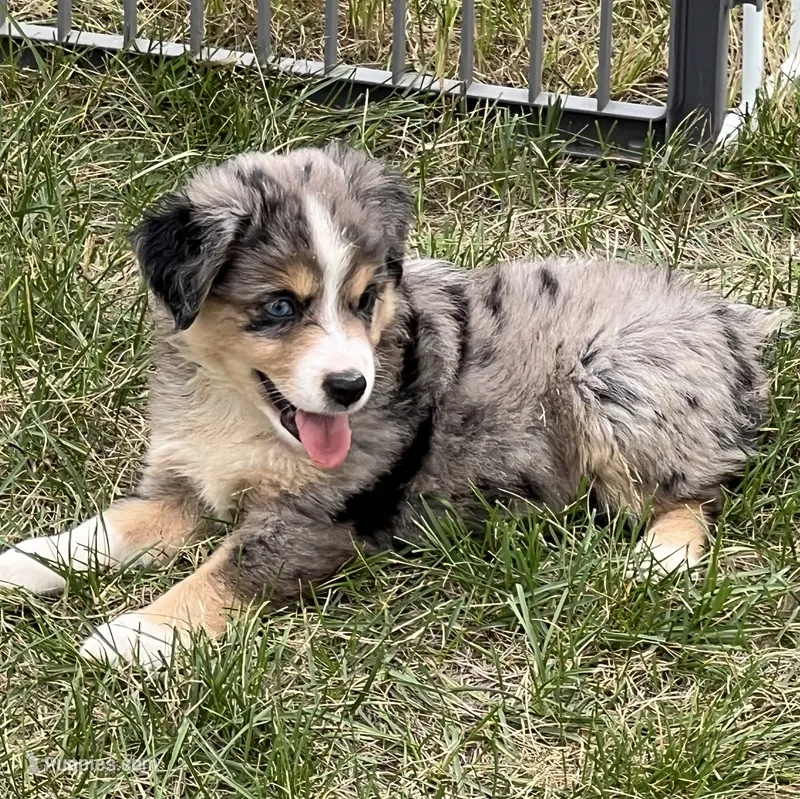 Tilly – Miniature Australian Shepherd puppy for sale in Monticello, MN