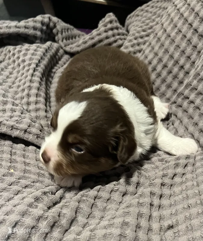 Pluto – Miniature Australian Shepherd puppy for sale in Monticello, MN