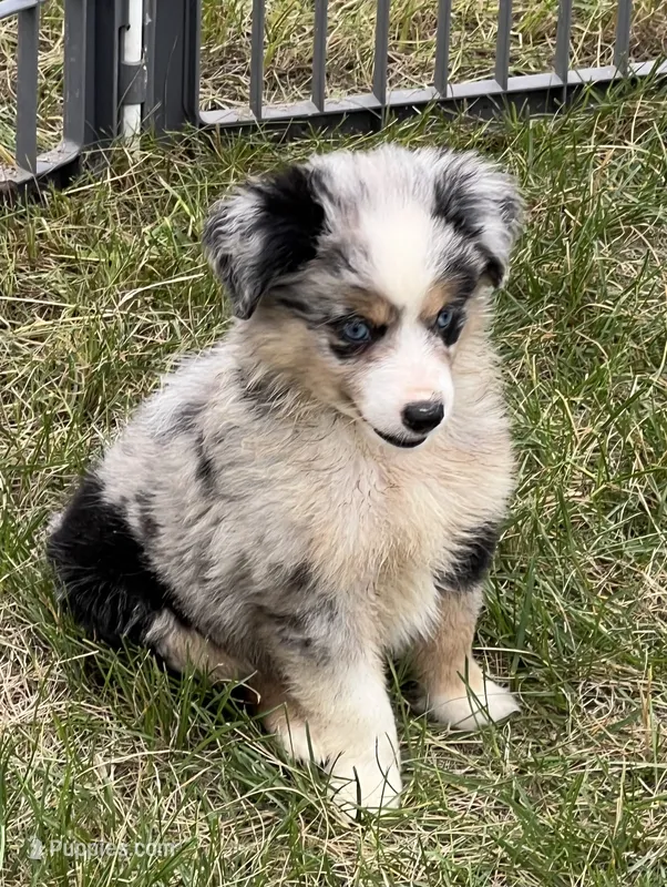 Izzy – Miniature Australian Shepherd puppy for sale in Monticello, MN