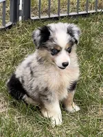 Izzy, a female Miniature Australian Shepherd for sale in Monticello, MN – 1 of 6