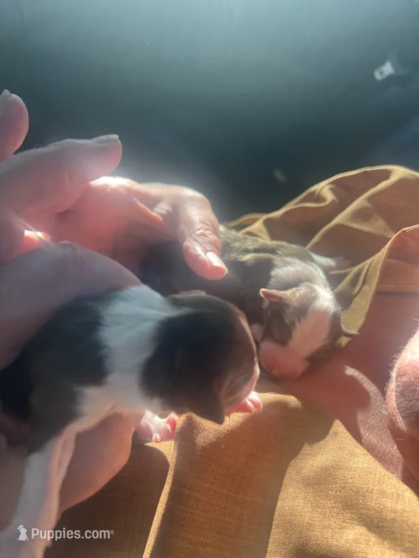 Dopey – Miniature Australian Shepherd puppy for sale in Monticello, MN
