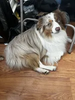 Pluto, a male Miniature Australian Shepherd for sale in Monticello, MN – 7 of 8