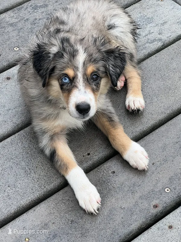 Tilly – Miniature Australian Shepherd puppy for sale in Monticello, MN