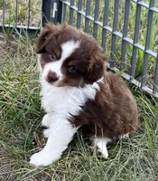 Pluto, a male Miniature Australian Shepherd for sale in Monticello, MN – 2 of 8