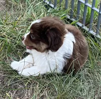 Pluto, a male Miniature Australian Shepherd for sale in Monticello, MN – 4 of 8