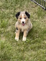 Dora, a female Miniature Australian Shepherd for sale in Monticello, MN – 4 of 5