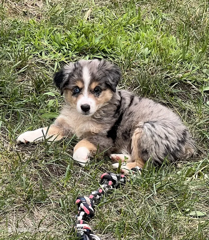 Tilly – Miniature Australian Shepherd puppy for sale in Monticello, MN