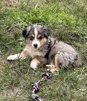 Tilly, a female Miniature Australian Shepherd for sale in Monticello, MN – 2 of 6