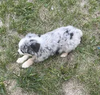Sky, a female Miniature Australian Shepherd for sale in Monticello, MN – 5 of 6