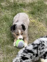 Dora, a female Miniature Australian Shepherd for sale in Monticello, MN – 2 of 5