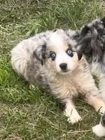 Sky, a female Miniature Australian Shepherd for sale in Monticello, MN – 1 of 6