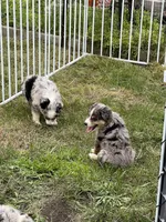 Izzy, a female Miniature Australian Shepherd for sale in Monticello, MN – 5 of 6