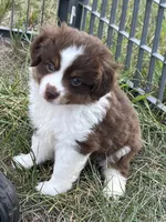 Pluto, a male Miniature Australian Shepherd for sale in Monticello, MN – 3 of 8