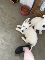 AKC Male 1, a male White Shepherd for sale in Conyers, GA – 2 of 2