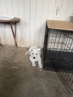 AKC Male 2, a male White Shepherd for sale in Conyers, GA – 2 of 2