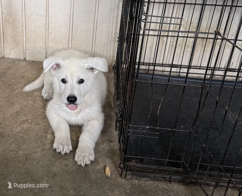 AKC Male 2 – White Shepherd puppy for sale in Conyers, GA