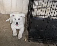 AKC Male 2, a male White Shepherd for sale in Conyers, GA – 1 of 2