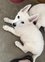 AKC Male 1, a male White Shepherd for sale in Conyers, GA – 1 of 2