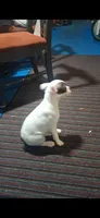 Lilly, a female Boston Terrier for sale in Lake Wales, FL – 5 of 7