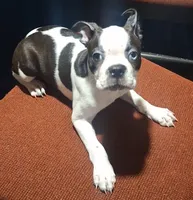 Moomoo, a female Boston Terrier for sale in Lake Wales, FL – 10 of 10