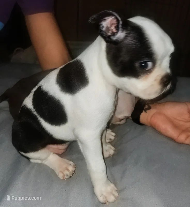Moomoo – Boston Terrier puppy for sale in Lake Wales, FL