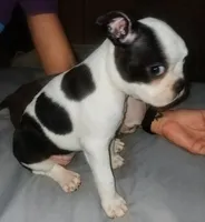 Moomoo, a female Boston Terrier for sale in Lake Wales, FL – 1 of 8