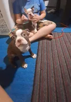 Sir Duke, a male Boston Terrier for sale in Lake Wales, FL – 4 of 10
