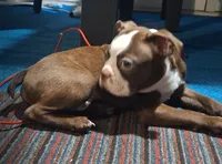 Sir Duke, a male Boston Terrier for sale in Lake Wales, FL – 2 of 10