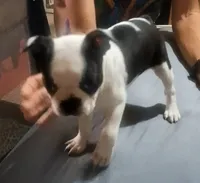 Moomoo, a female Boston Terrier for sale in Lake Wales, FL – 4 of 8