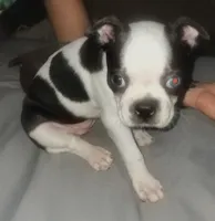 Moomoo, a female Boston Terrier for sale in Lake Wales, FL – 8 of 8